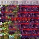 钢铁巨兽降临植物大战僵尸2机甲巨人僵尸震撼解析