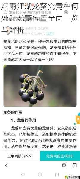 烟雨江湖龙葵究竟在何处？龙葵位置全面一览与解析