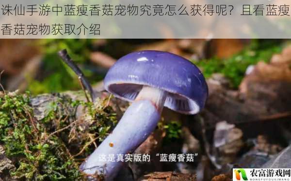 诛仙手游中蓝瘦香菇宠物究竟怎么获得呢？且看蓝瘦香菇宠物获取介绍