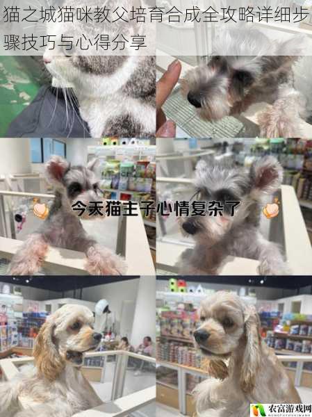 猫之城猫咪教父培育合成全攻略详细步骤技巧与心得分享